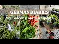 2 Years of Balcony Gardening: Was It Worth It? | What I Stopped Buying & Honest Updates