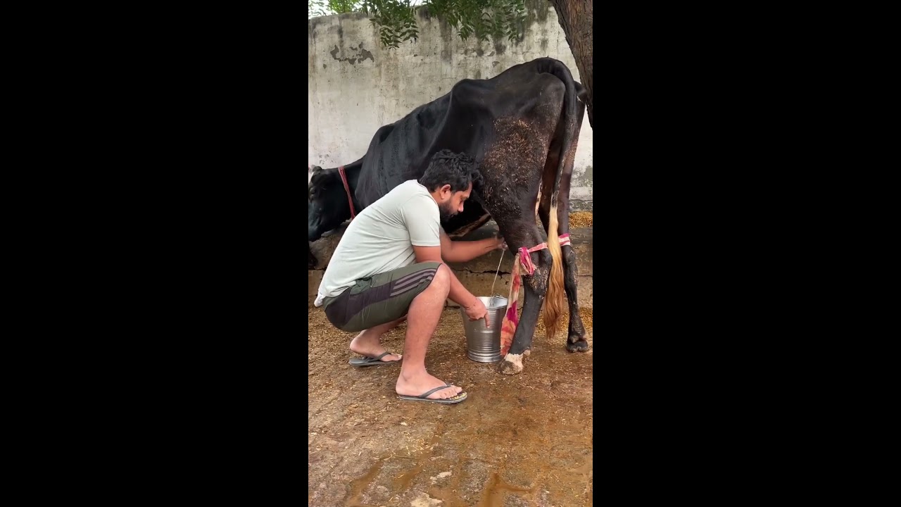 Milking Cow And Drinking Directly Hellokisaan Cowmilk