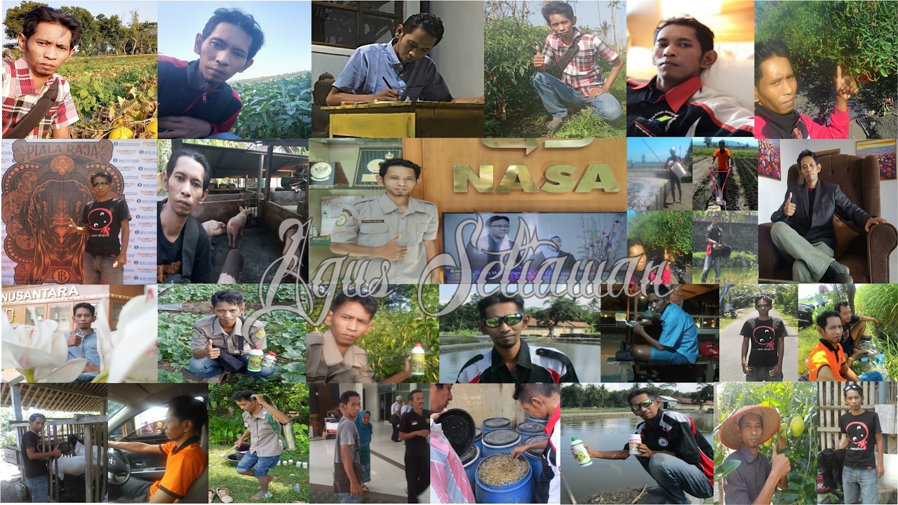 Agar Babi Cepat Besar Dan Gemuk 