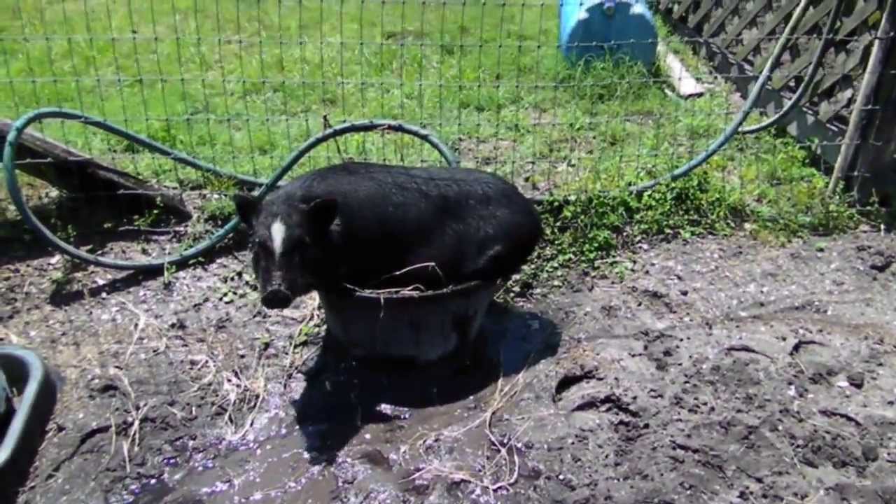 horseshoe bend PIGGY TRIES TO TAKE A DIP!