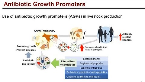 Dr. Marya Ahmed on self assembled peptide nanoparticles