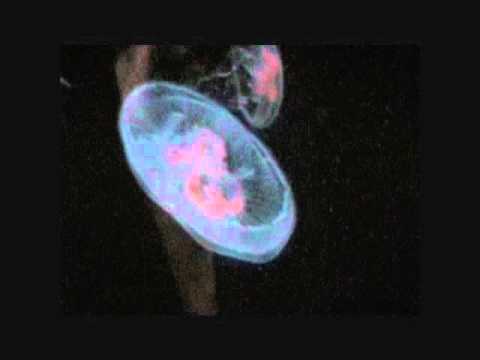 Relaxing Jellyfish swimming