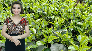 Chè Tân Cương Thái Nguyên Có Gì Đặc Biệt -- Trà Tiên Lầu