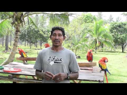 Prayer for Parrots and People in the Miskito Language