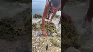 Incredible Hand Catch Fish in Shallow Sea Water! 😱