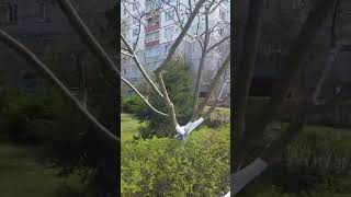 Калининград, улица Согласия — зелёный район с садовым прошлым🌿🏡#калининград #realestate#недвижимость