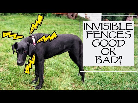 Are Invisible Fences Bad For Dog Training – You Ask We Answer: Episode 38 Question 1