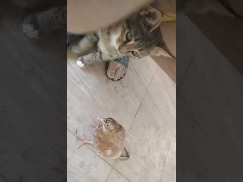 Pigeon And Kitten کبوتر مریض که پیدا کردم درمان شد وقت آشنایی Cat گربه Birds Kitten Pigeon