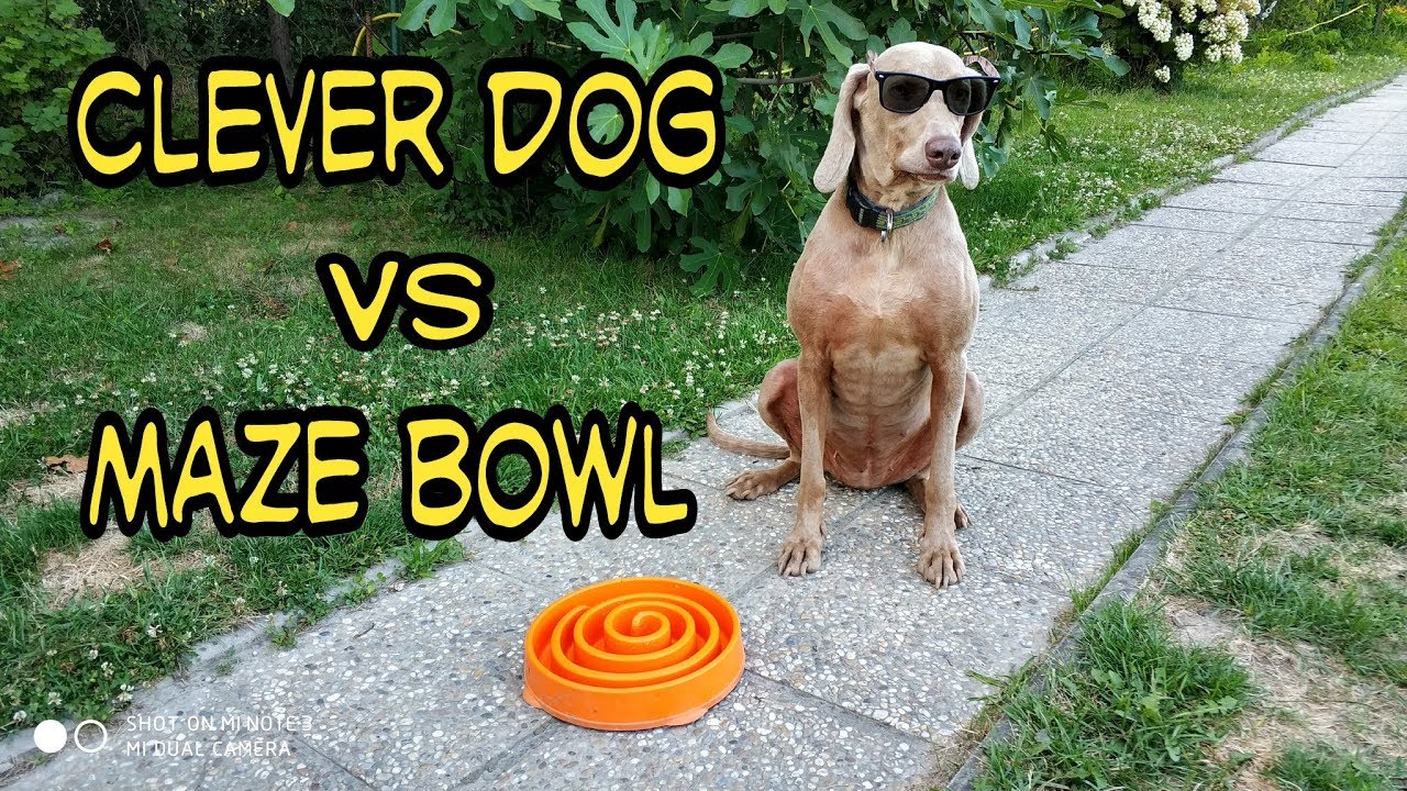 maze bowl dog feeder vs clever dog, dog slow bowl YouTube