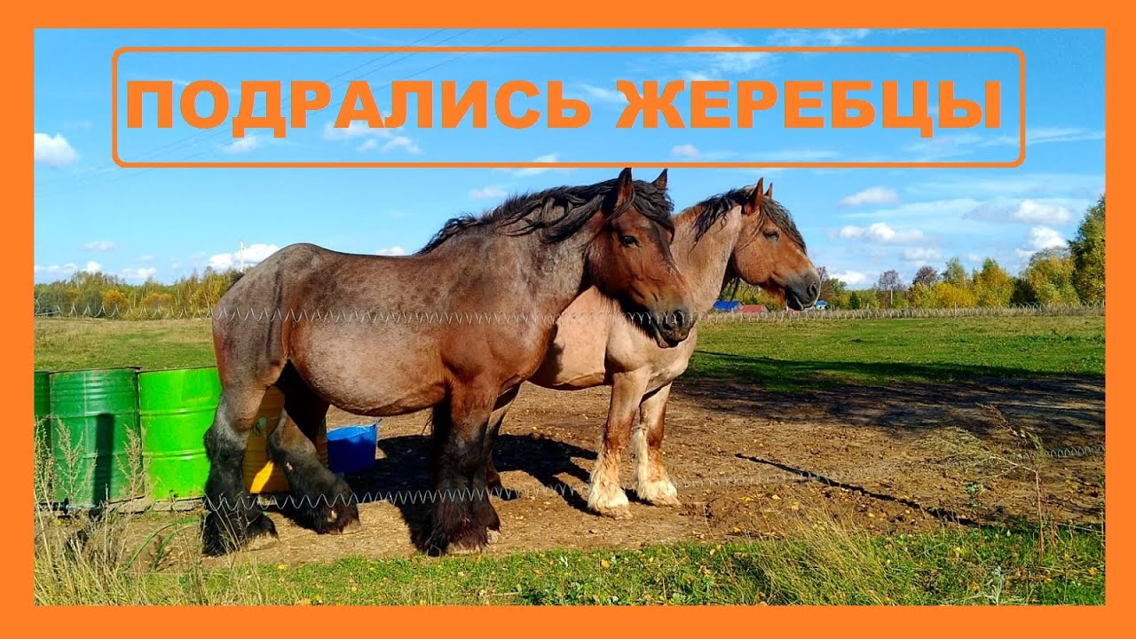 Наши лошади. Советские тяжеловозы, изабелловая масть. Драка жеребцов ...