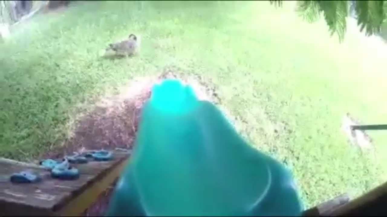 puppy paradise What Would Your Pet Do For Fresh: Cute Dog Goes Down Slide