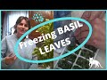 How to  Freeze Preserve  Basil Leaves  In Ice Cube Trays