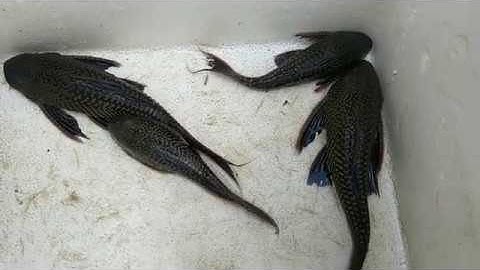 CÁ LAU KIẾNG NƯỚNG MUỐI ỚT MIỀN TÂY (TRÀ ÔN ,VĨNH LONG)