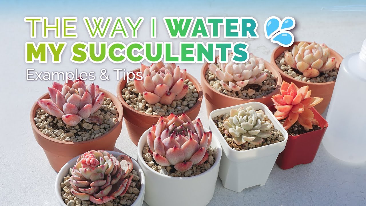 How and when to water succulents | Examples from my collection | Succulent plant care