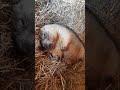 Сурок в норе#милые животные#marmot#cute animals