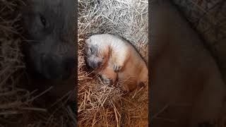 Сурок в норе#милые животные#marmot#cute animals