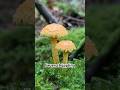 Feuerschüppling/ jamur beracun #mushrooms #mushroom #nature