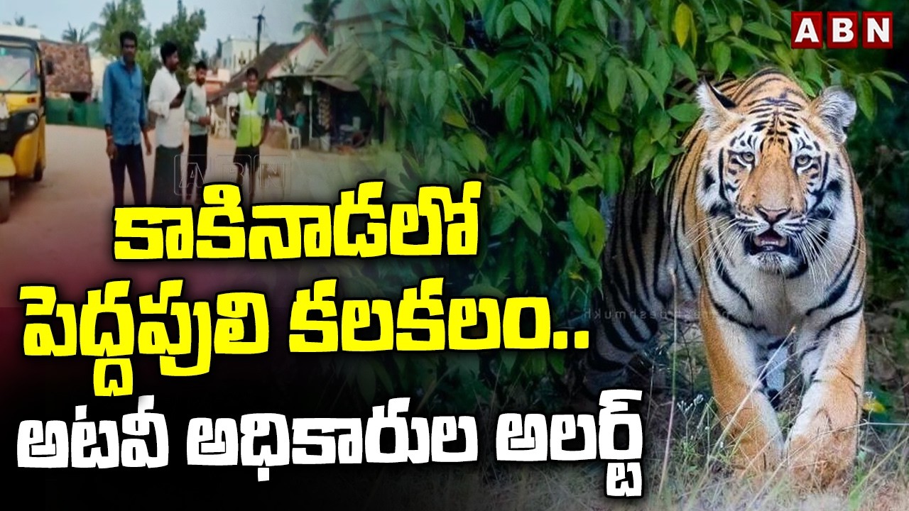 కాకినాడలో పెద్దపులి కలకలం.. అటవీ అధికారుల అలర్ట్ | Tiger Spotted in Kakinada | ABN Telugu