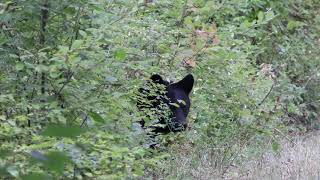 Black Bear Eating Berries