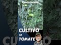 El cultivo del tomate #short. Growing tomatoes