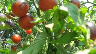 Homegrown Tomatoes chords