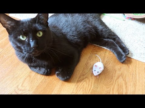 hexbug-mouse-robotic-cat-toy-video-review---the-lucky-ferals