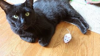 HEXBUG Mouse Robotic Cat Toy Video Review  The Lucky Ferals