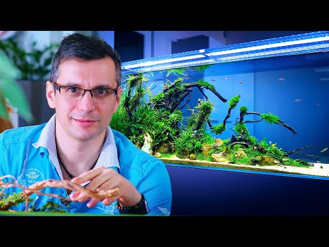 OFFICE AQUARIUM THERAPY - BUILDING A BEAUTIFUL WORKSPACE AQUASCAPE