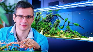 OFFICE AQUARIUM THERAPY - BUILDING A BEAUTIFUL WORKSPACE AQUASCAPE