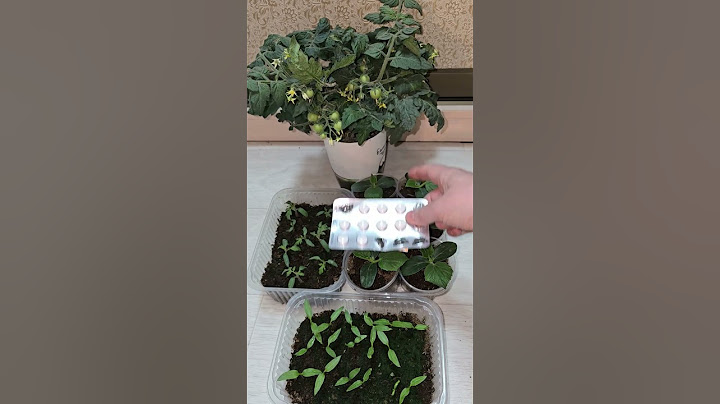 1 tablet and the seedlings grow fat before your eyes, from puny to powerful in a couple of days #...
