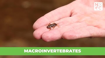 Macroinvertebrates