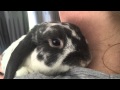 Olive the bunny