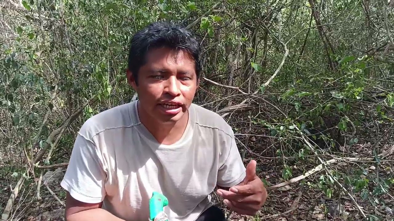 Sarteneja o jaltun #sarteneja #animalessilvestres #agua  #campo #sequia #lluvia #roca #jaltun