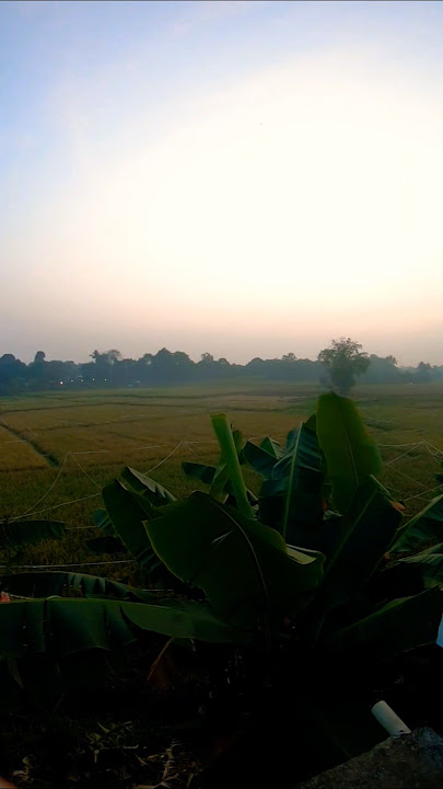sawah yang hijau #shorts