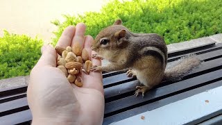 I'm amazed how much the new chipmunk trusts me