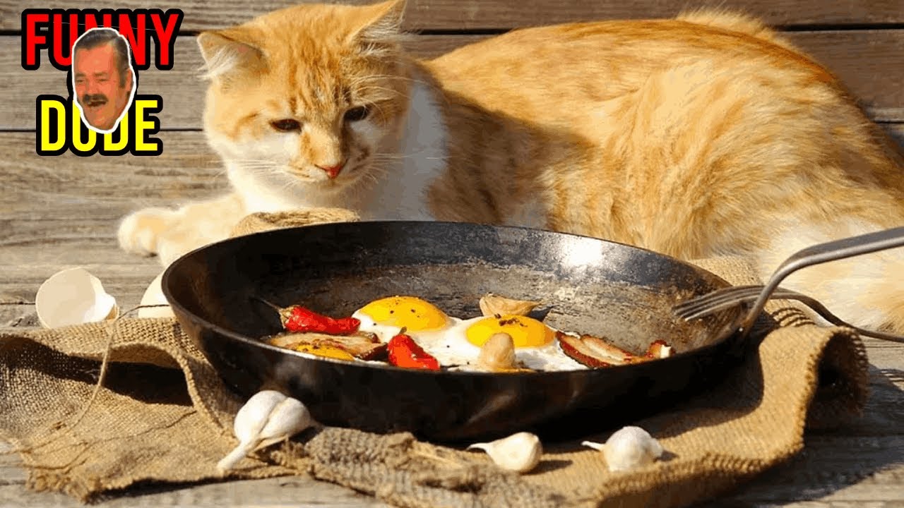 Яйцо кошке можно вареное. Кошка яичница. Еда для кошек. Кошка с едой на природе.