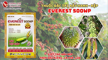 Thuốc trừ rầy xanh rệp sáp trên cây sầu riêng EVEREST 500WP| |ĐÁNH GIÁ  PHÂN THUỐC