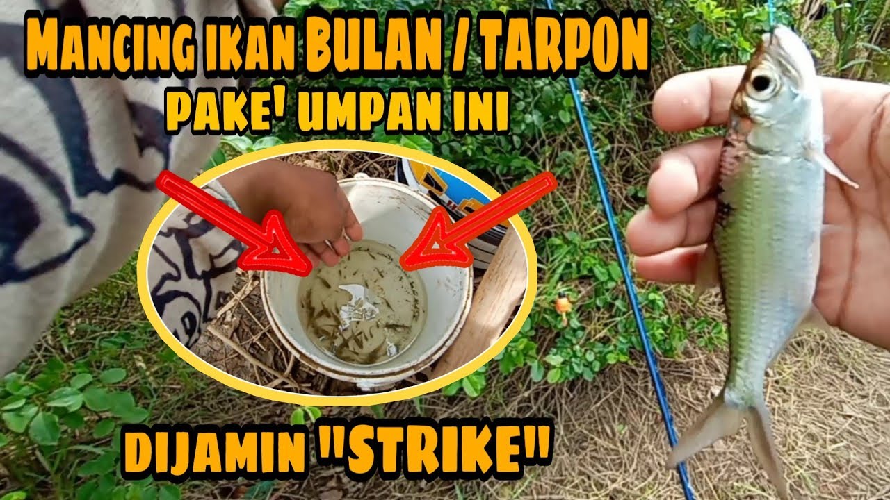 MANCING IKAN BULAN PAKE UMPAN INI, DIJAMIN STRIKE | #14