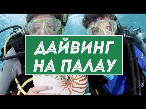 Видео: Лучшие места для дайвинга в Палау