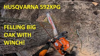 Arborist tree removal of big backleaning oak tree with winch | Husqvarna 592XPG by patkarlsson 5,210 views 1 year ago 10 minutes, 49 seconds