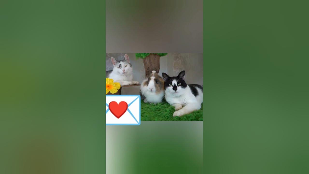 анука давайка - YouTube