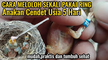 Cara Meloloh Cendet Anakan Umur 5  Hari Sekaligus Pemasangan Ring Dengan Mudah,Aman dan Tumbuh Sehat