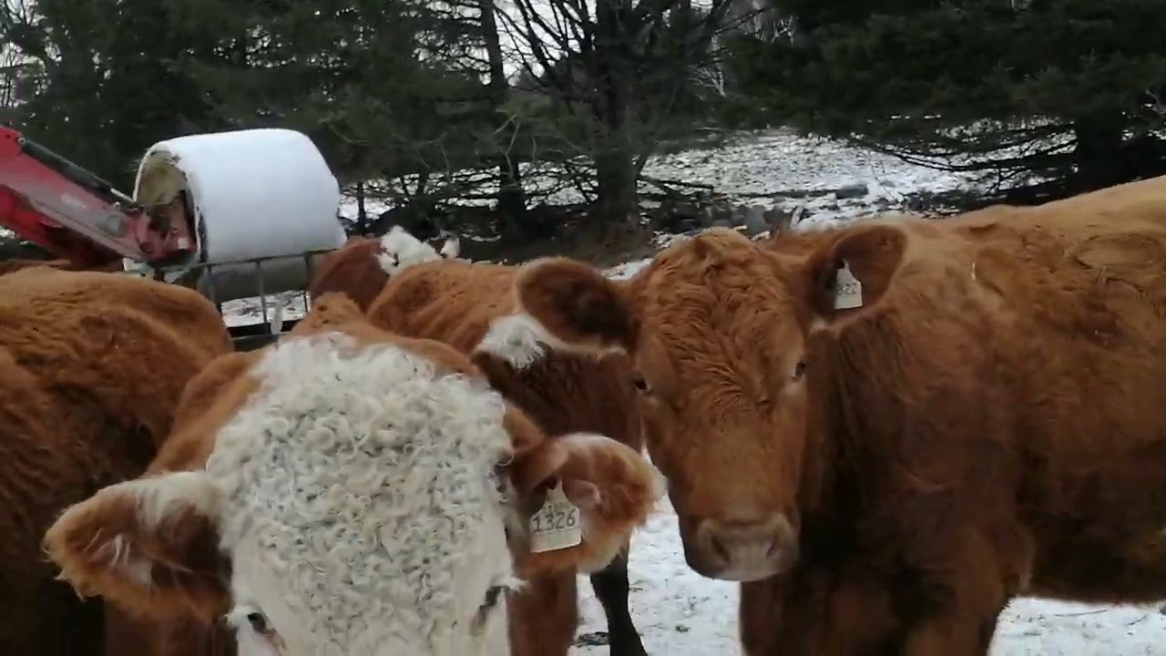 Hivernement des vaches chez FCI Hereford