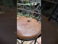 Dining and Feeding the Birds