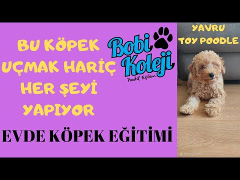 Video: Köpek Eğitmeni Sormak: Nasıl Köpek Eğitmeni Olabilirim?