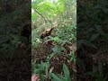 4日前の見置き舞茸は、土曜日、日曜日を挟んだからもう、採られてしまいないと思って見に行ったらなんと、残ってました！凄くドキドキします