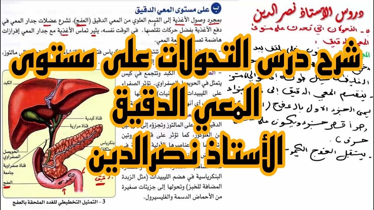 الدرس 3 : التحولات التي تطرأ على غذاء الخبز على مستوى المعي الدقيق