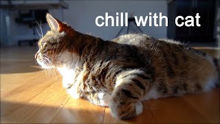 Relax With My Cat~ Chill | Lofi | Relax | Calm | Love | Heal | Study | Sleep