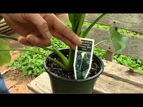Video: De aronskelkplantenfamilie - Wat zijn verschillende soorten aronskelkplanten