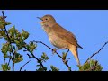 Four Hours Relaxing Birdsong: Nightingale